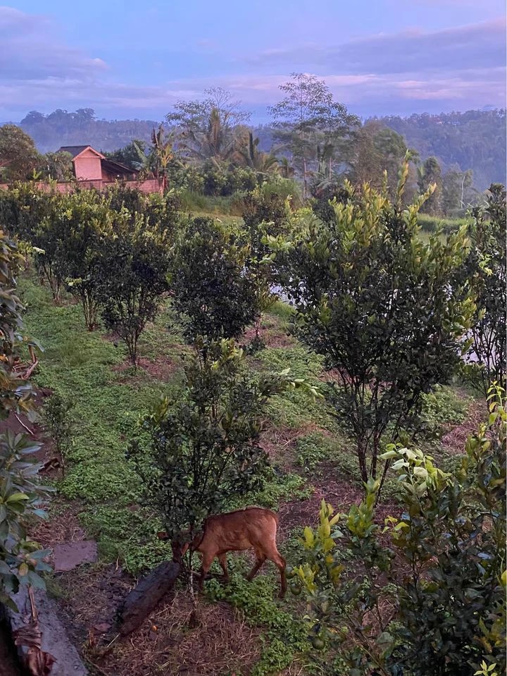 STUNNING FARM RETREAT IN PELAGA