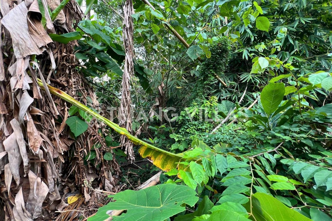 3.3-Are & 4-Are Land in Pangkung Tibah
