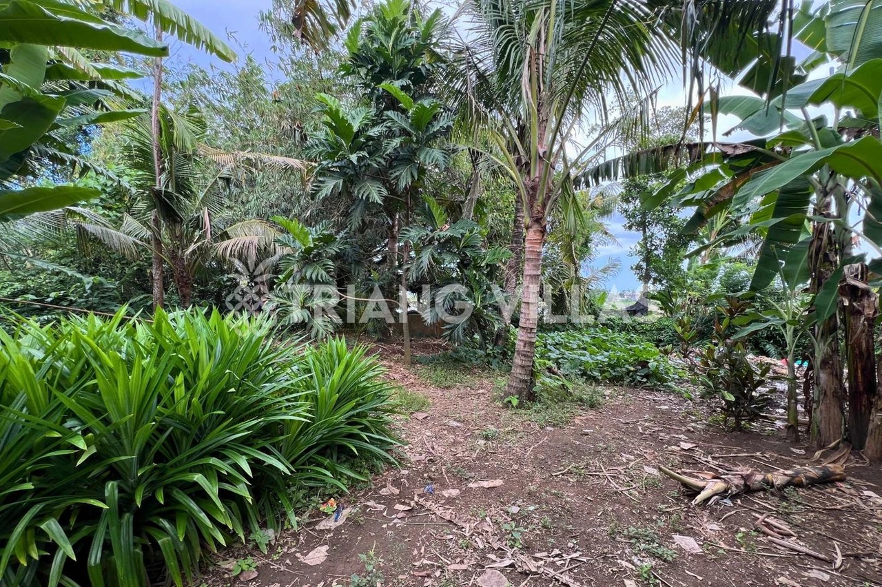 3.3-Are & 4-Are Land in Pangkung Tibah