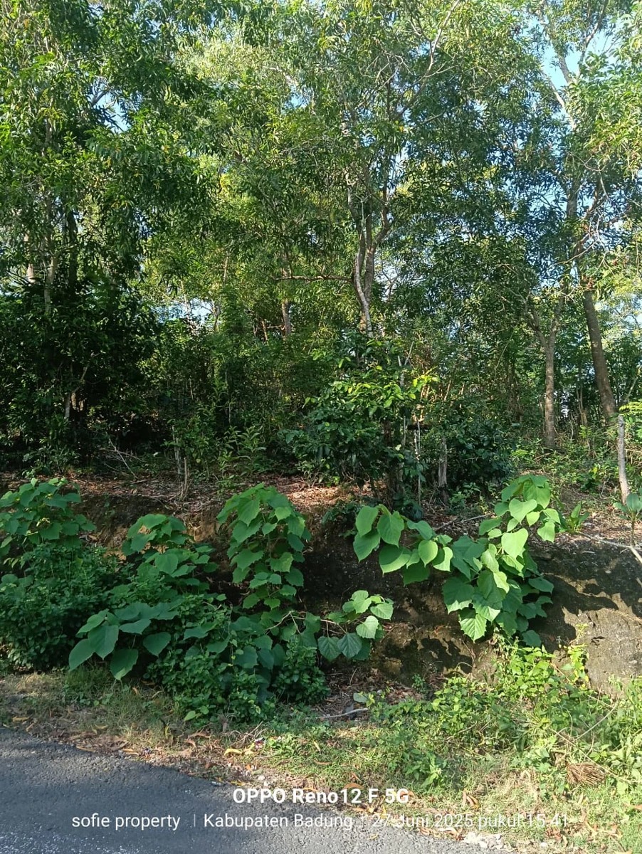 Leasehold Land in Padang-Padang