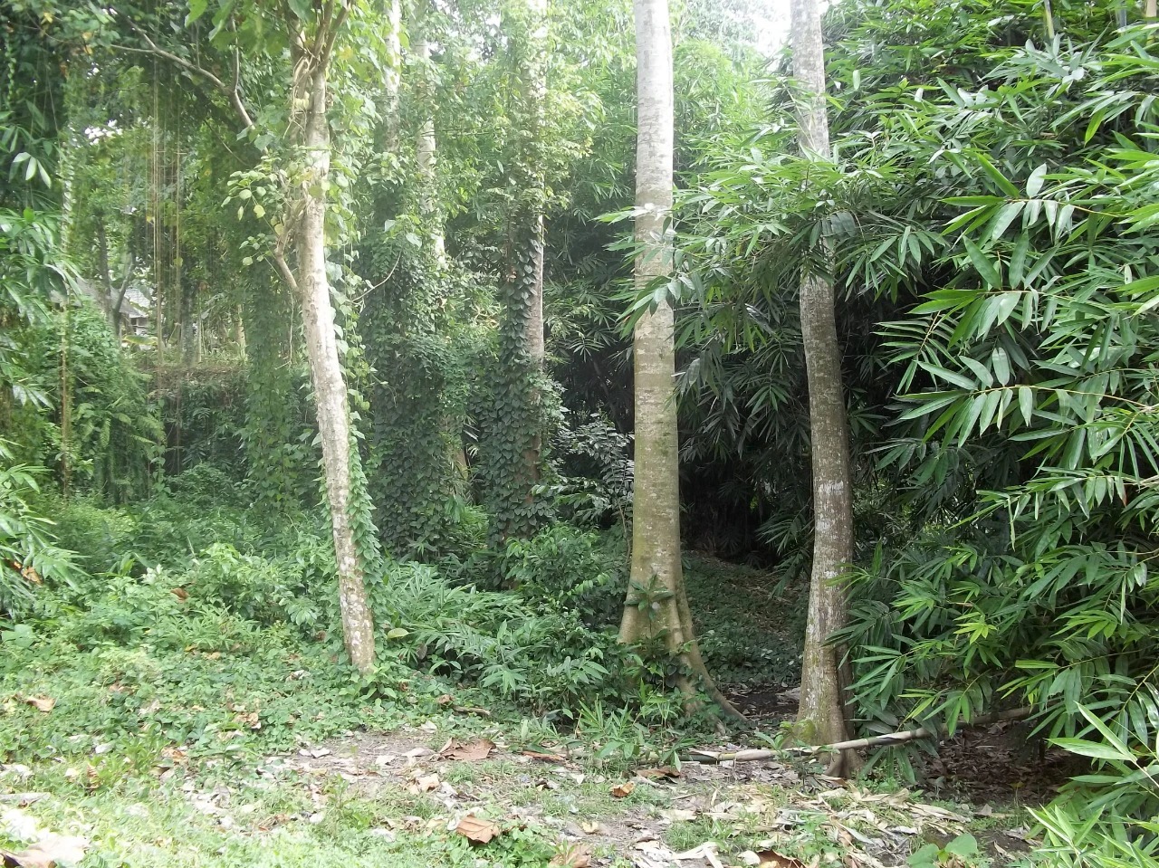 Rare Land for Sale w/ Unobstructed View