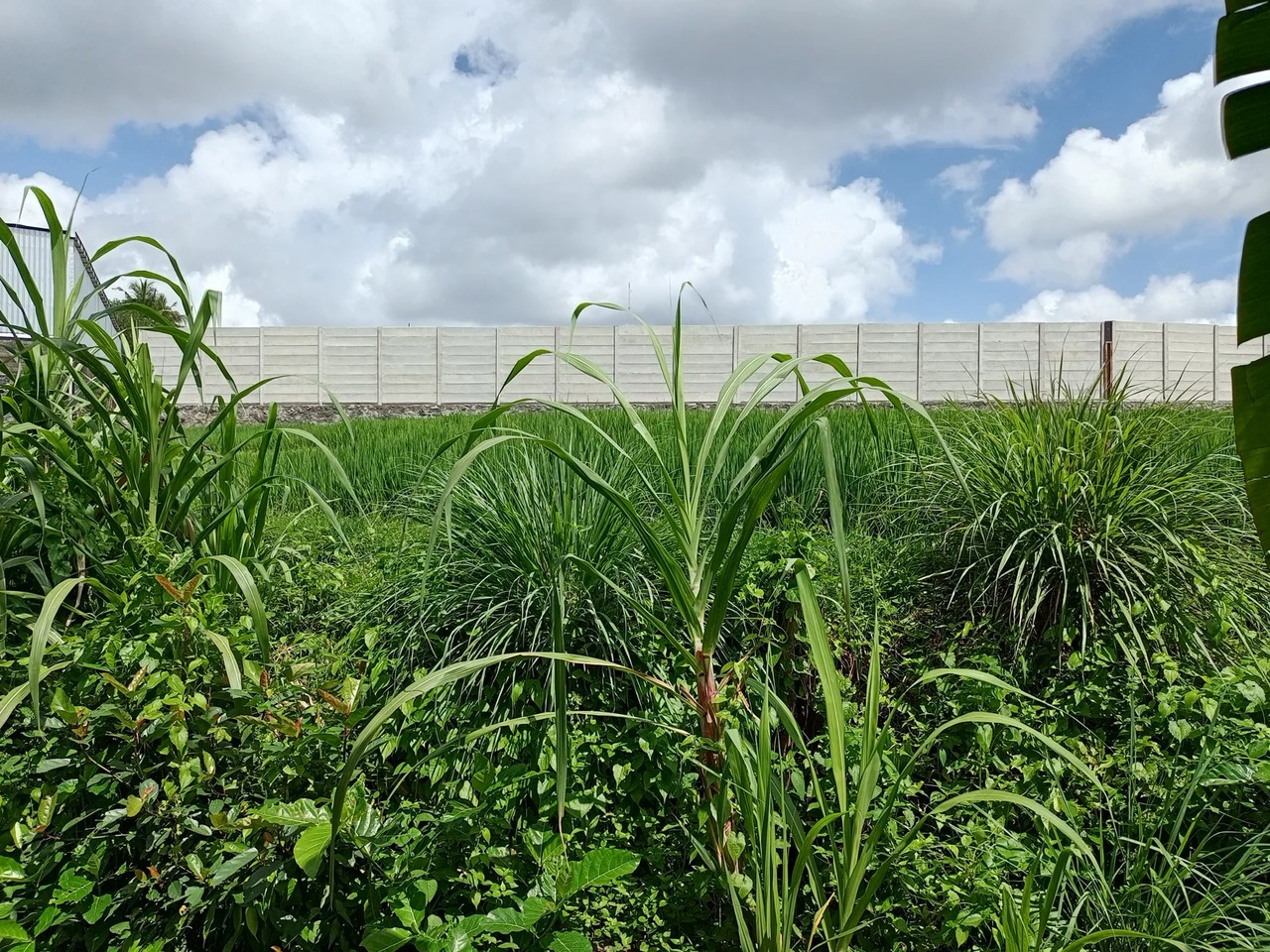 LEASEHOLD LAND 3 ARE IN KABA KABA