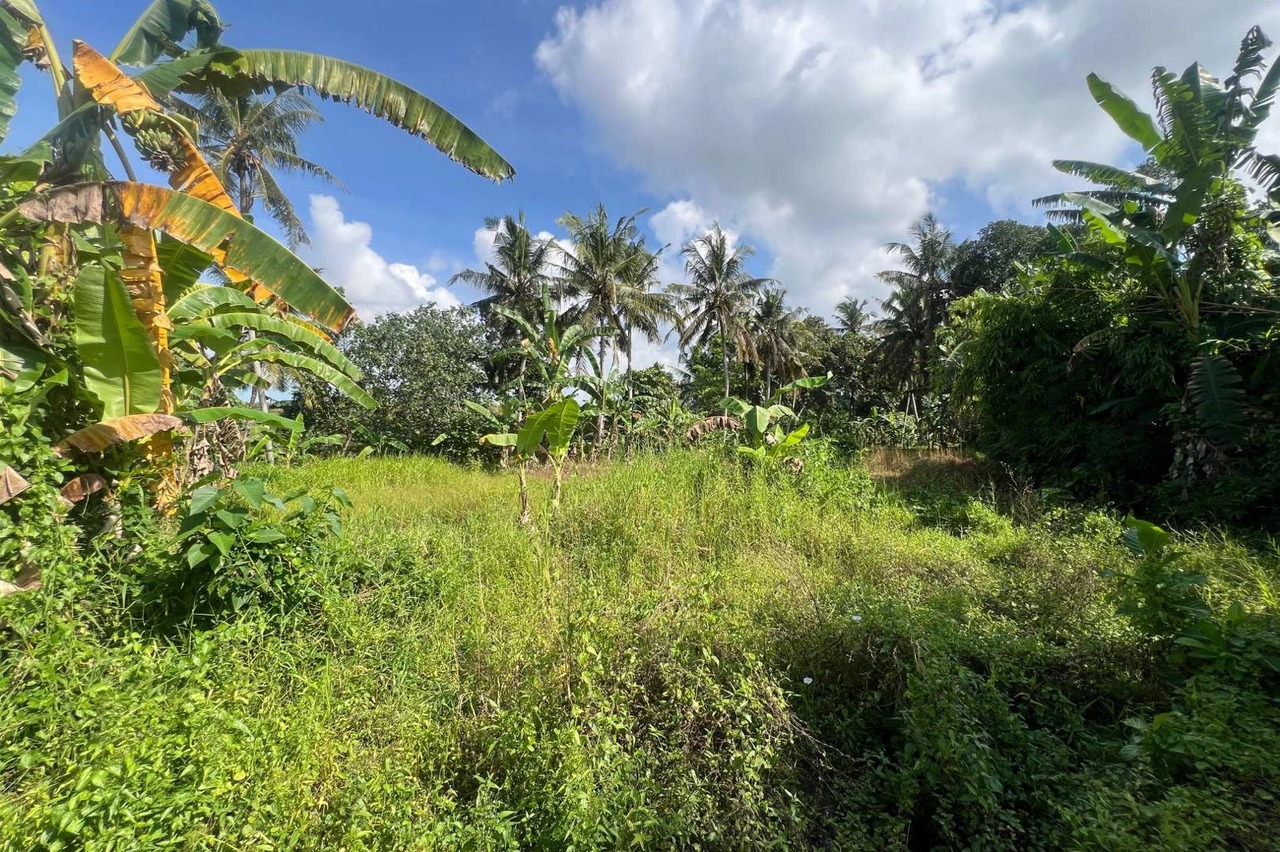 Big Plot 27 Are in Gubug For Leasehold