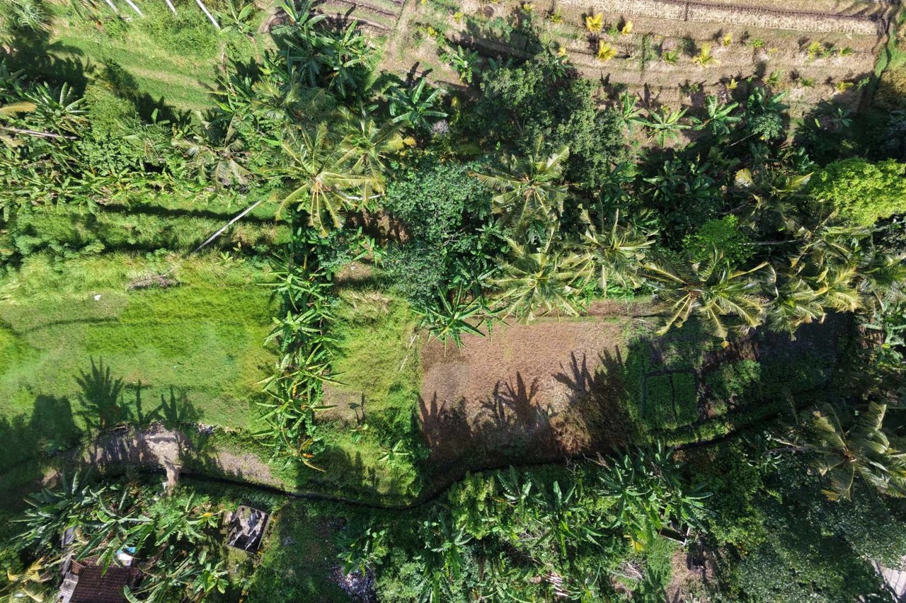 Big Plot 27 Are in Gubug For Leasehold
