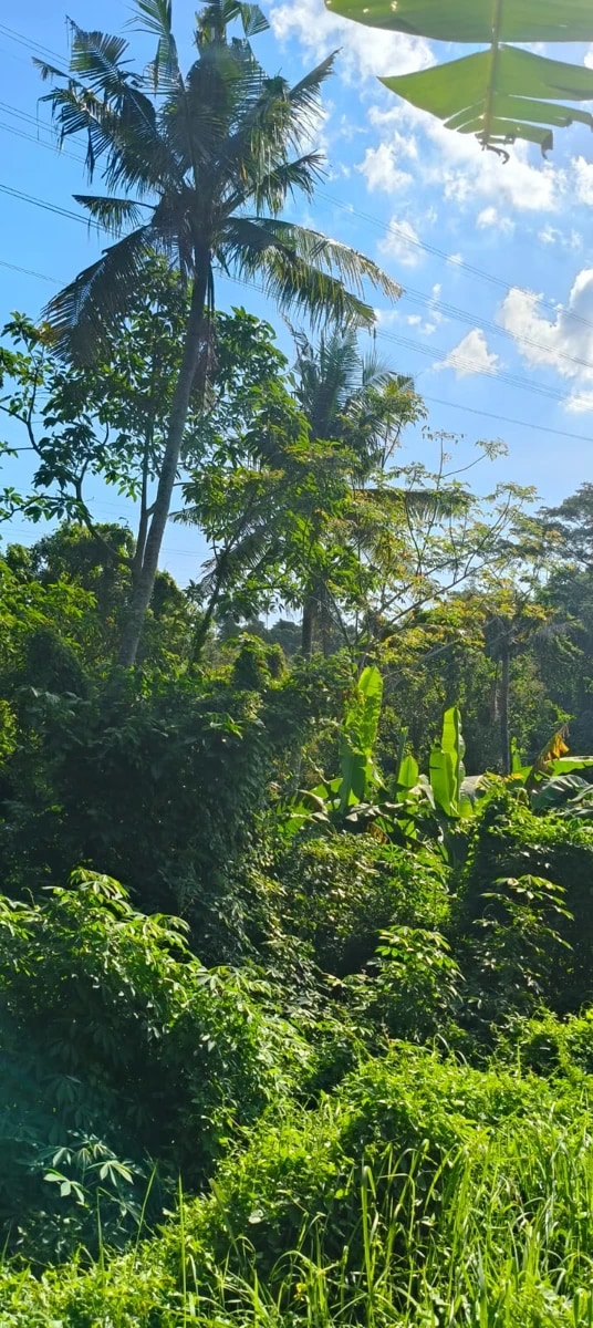 Land for Sale in Nyanyi Utara