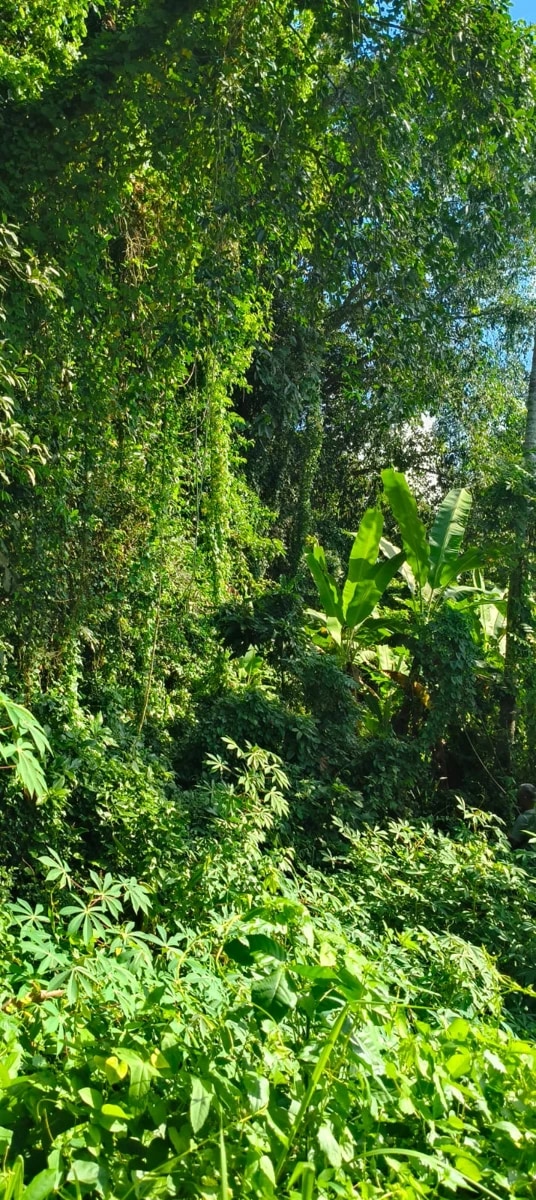 Land for Sale in Nyanyi Utara