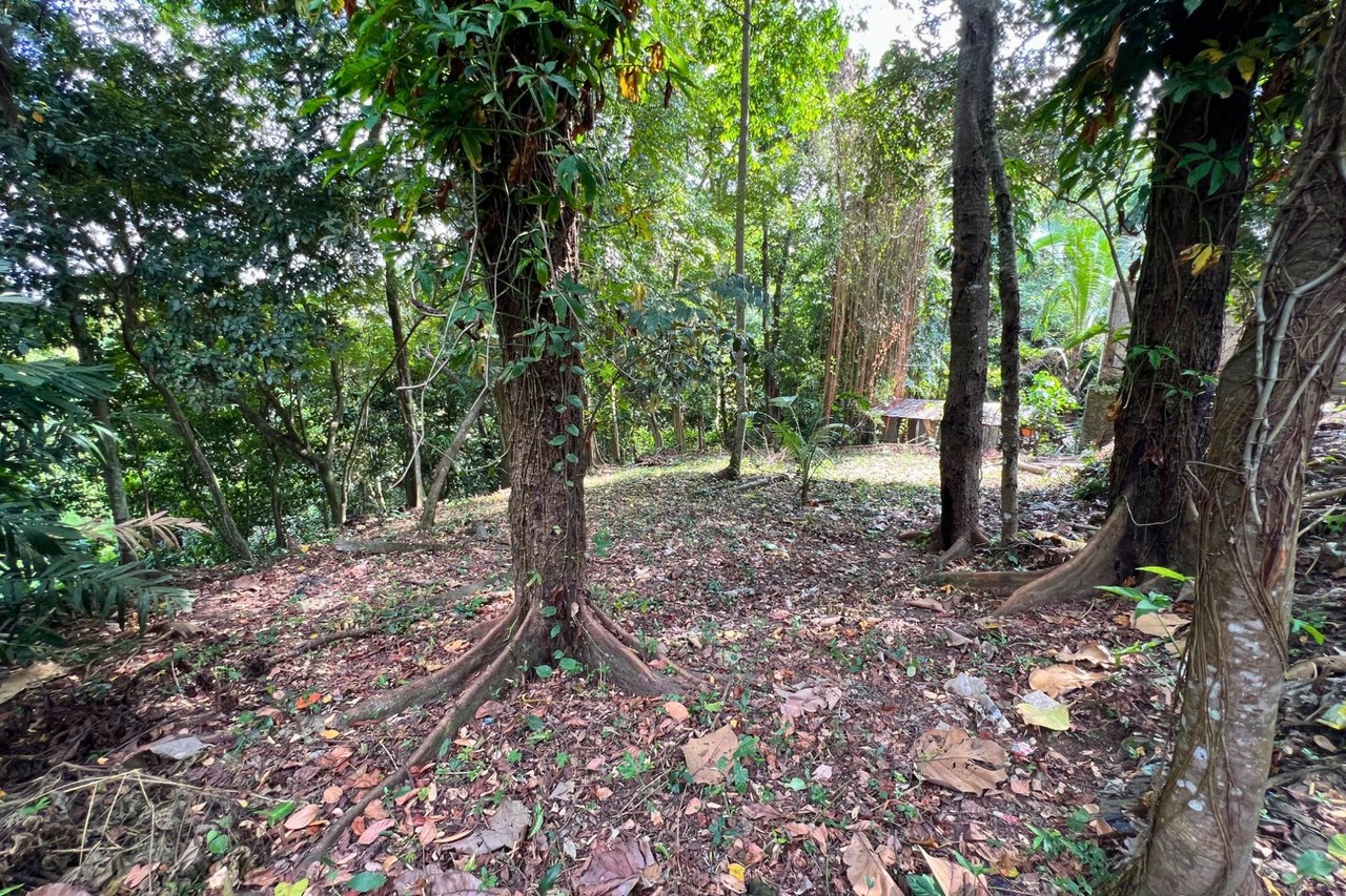 12 Are Riverfront Land with Jungle View