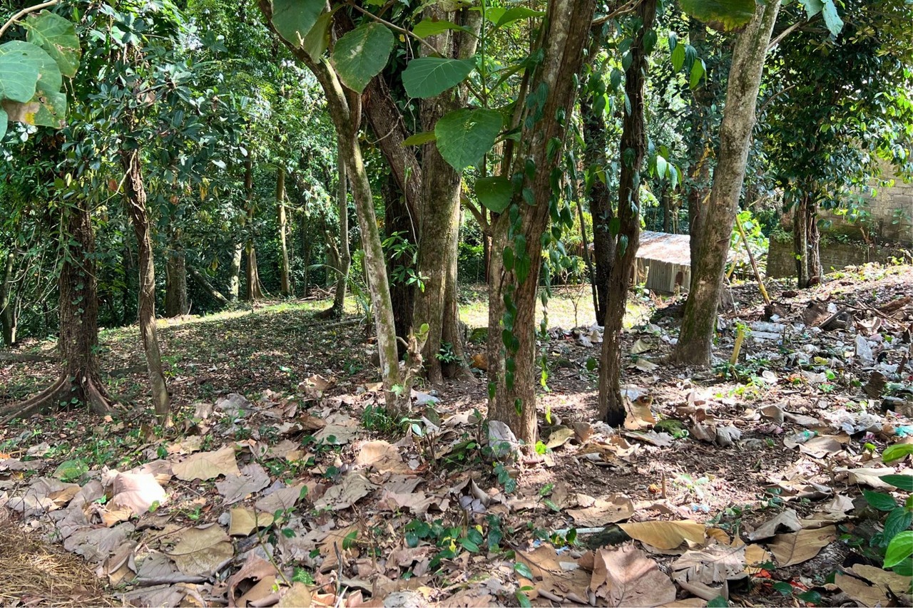 12 Are Riverfront Land with Lush Jungle