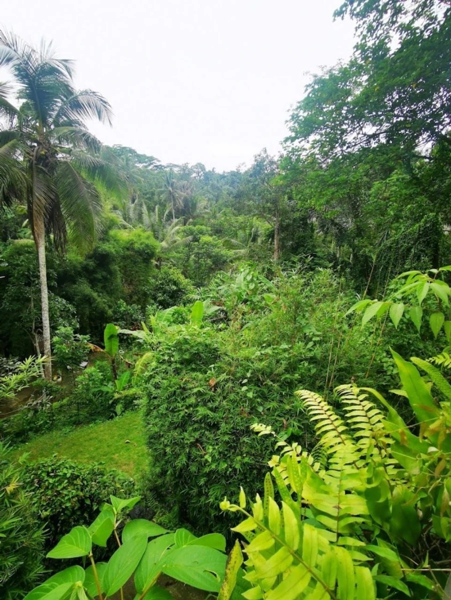 Villa with Enchanting Jungle Views