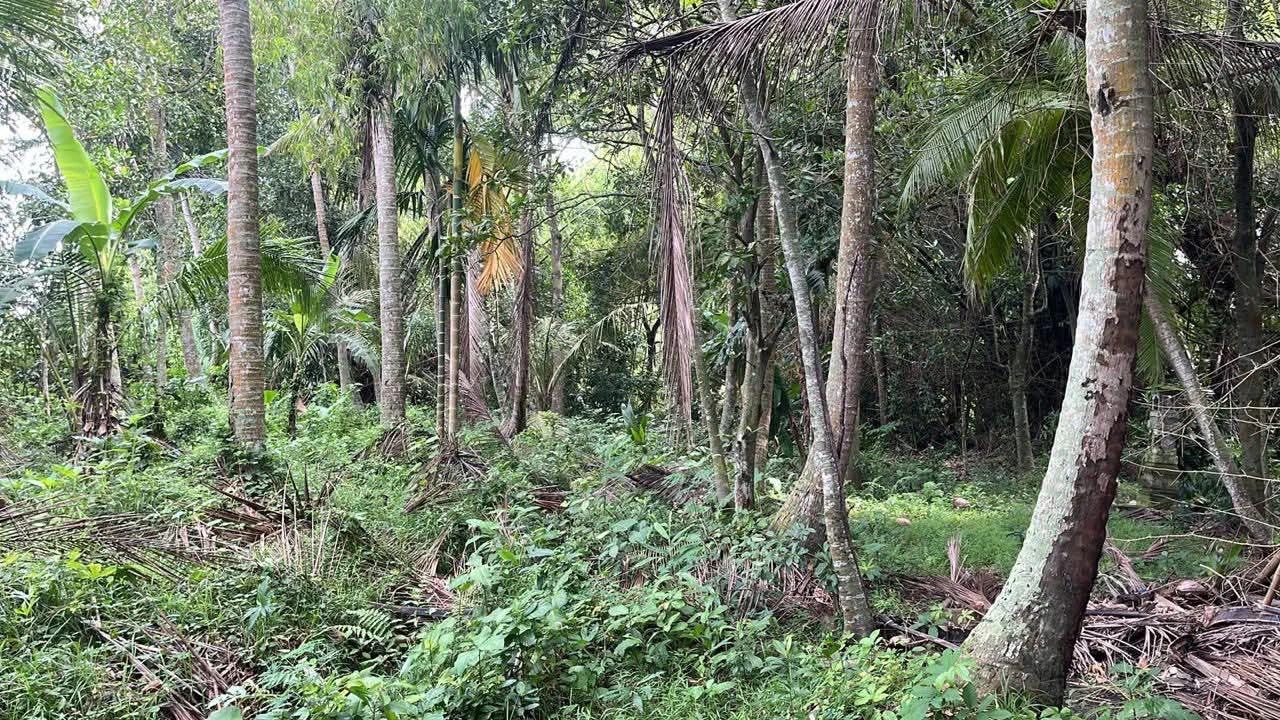 # Land for Sale in Kedungu, Bali - 
