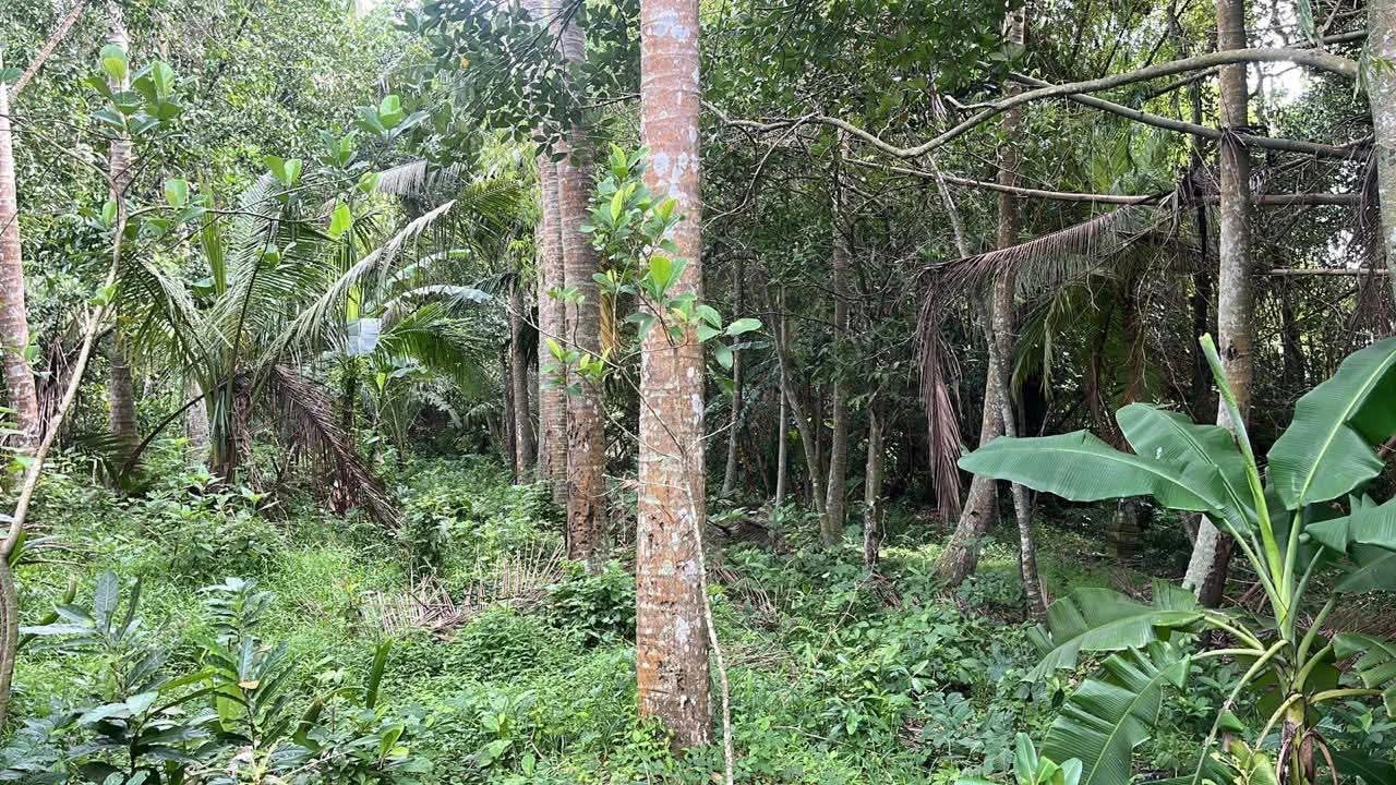 # Land for Sale in Kedungu, Bali - 