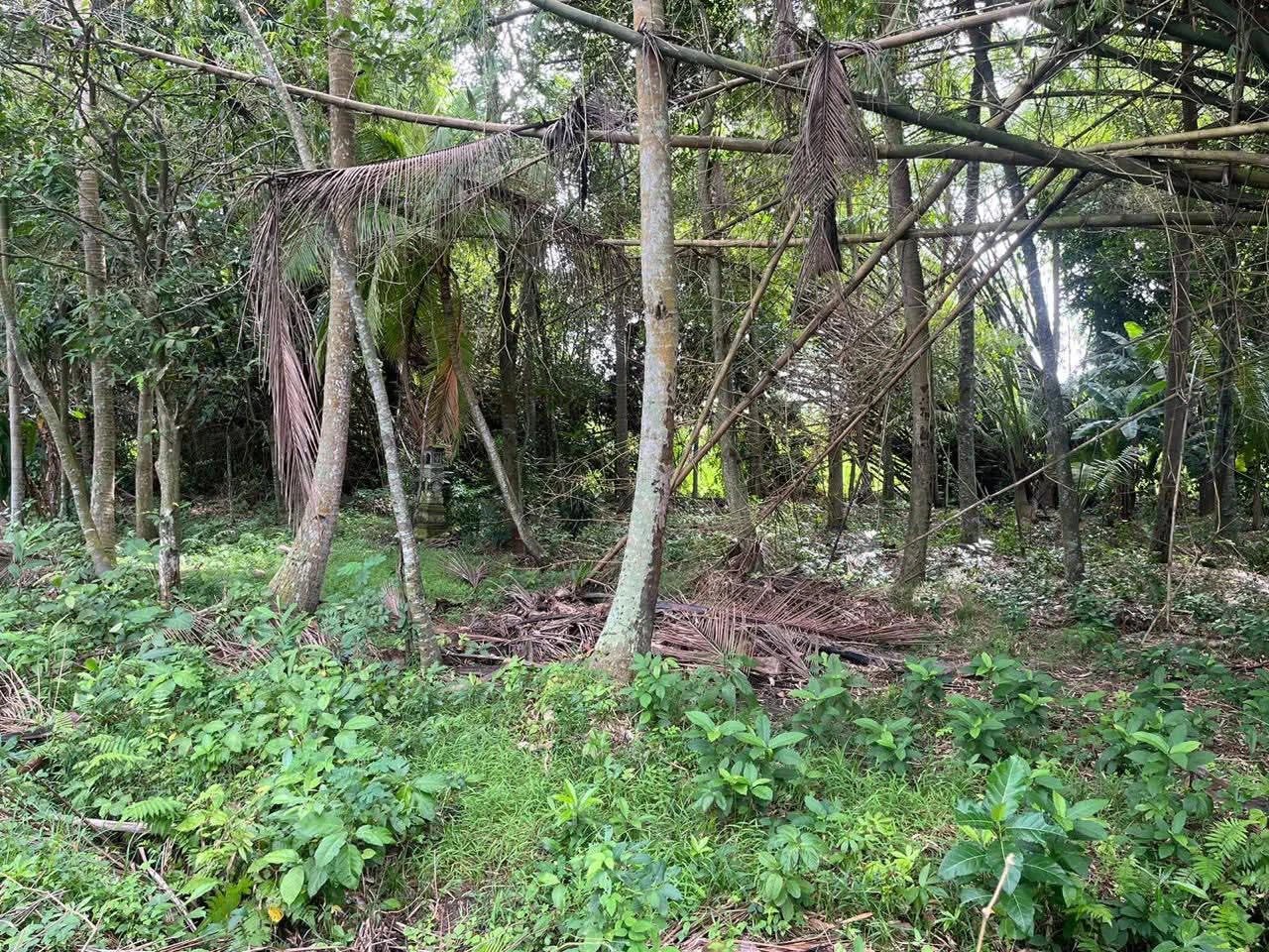 # Land for Sale in Kedungu, Bali - 