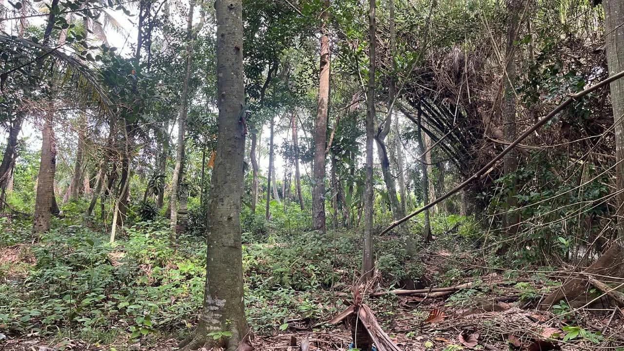 # Land for Sale in Kedungu, Bali - 